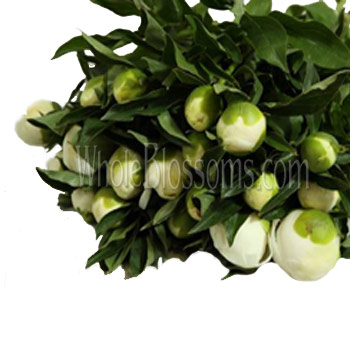 White Peonies Bulk